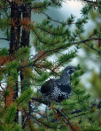 Male Spruce Grouse, Falcipennis canadensis, perching on a branch, rainy dayの写真素材