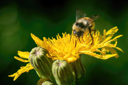 Bumblebee with pollen on its head foraging on a dandelion, in a ray of sunshine