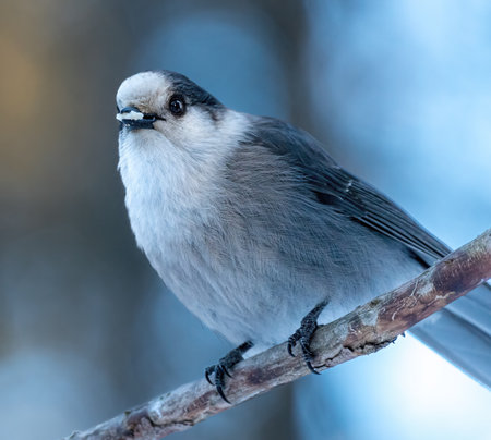 Canada Jay (Perisoreus canadensis) perched on an old branch with a piece of bread in its beakの写真素材