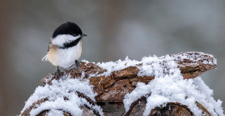 Black-capped Chickadee (Poecile atricapillus) perched on a piece of wood covered in snow, winter sceneの写真素材
