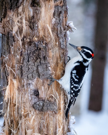 Male Hairy Woodpecker (Leuconotopicus villosus) perched on a tree trunk in winterの写真素材