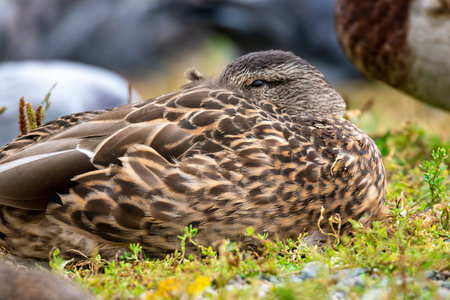 Female mallard duck (Anas platyrhynchos) resting on the grassの写真素材
