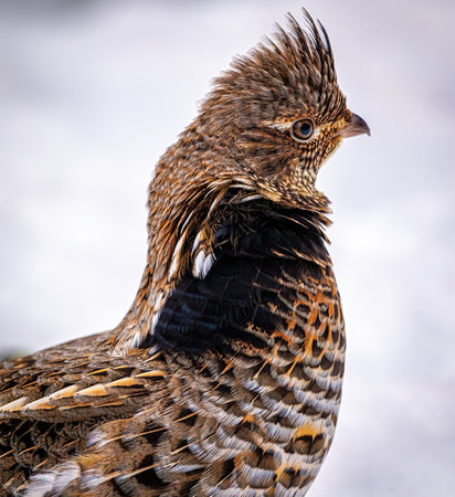 Close up view of the face of a male ruffed grouse (Bonasa umbellus) against a plain snow backgroundの写真素材
