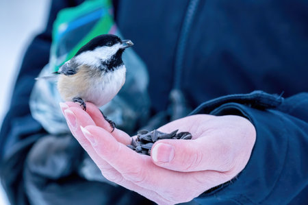Black-capped Chickadee (Poecile atricapillus) perched on a girl's hand and eating sunflower seedsの写真素材