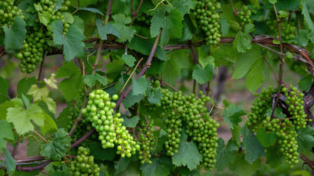 Several bunches of green grapes on a vine, with selective lightingの写真素材