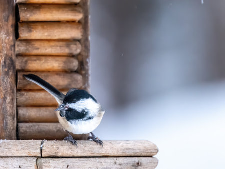 Black-capped Chickadee perched on a bird feeder with a sunflower seed in its beakの写真素材