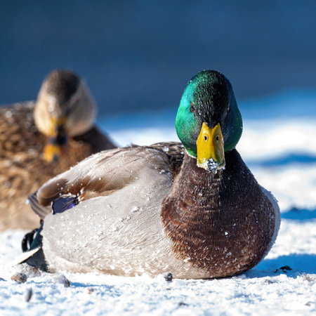 Male mallard duck, lying on the snow at sunrise, with a female in the backgroundの写真素材