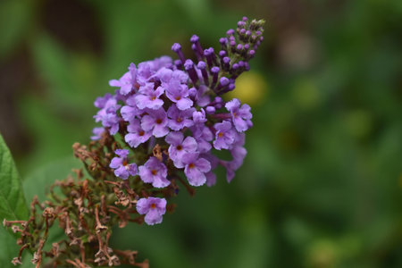 Multiple purple flowers growing wild in Denver Coloradoの写真素材
