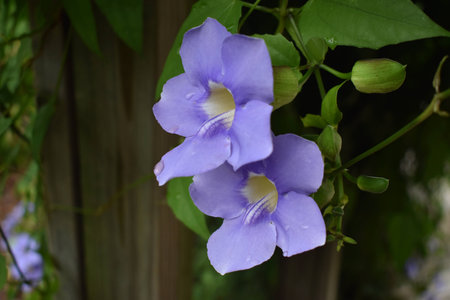 Purple Tubed flowers vine weaved around a wooden beamの写真素材
