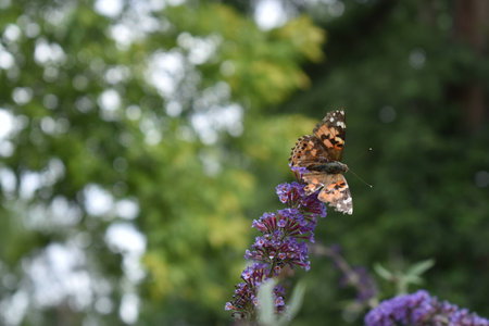 Torn winged Painted Lady butterfly in Denver, Colorado landing on a purple flowerの写真素材