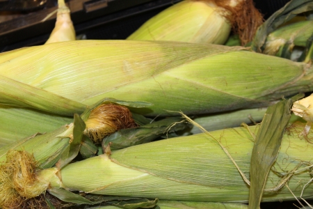 Sweet Corn in the huskの写真素材