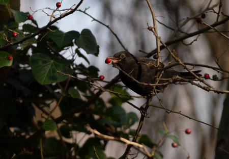 Blackbird feeding on red berries in the woods with green leaves in view.の写真素材