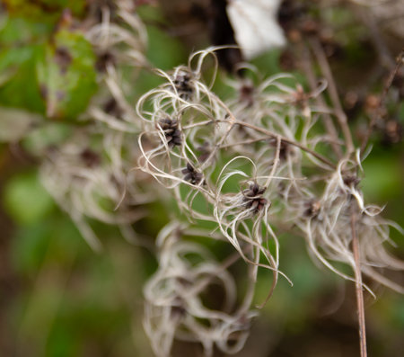 Seeds growing wild in a nature reserve, with a blurred green background.の写真素材