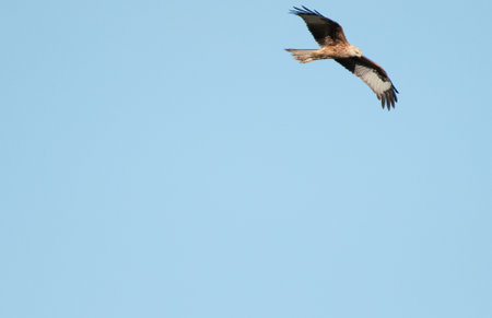 Young Red Kite in flight with a blue sky background.
