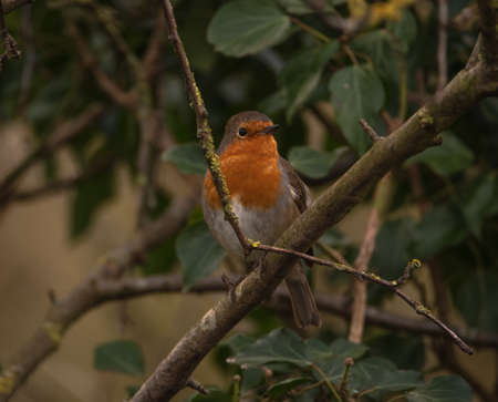 Robin perching in a tree, surrounded by leaves and branches.