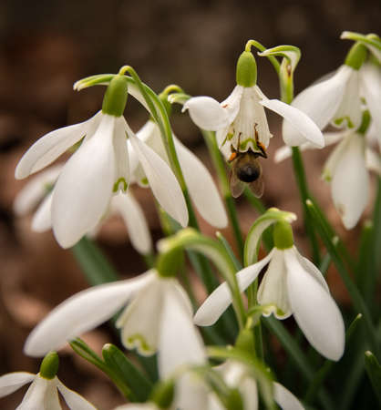 Bee pollinating Snowdrop flowers with a very blurred background.の写真素材