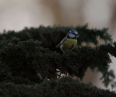 Bluetit eating a fly, perhed on a conifer tree.の写真素材