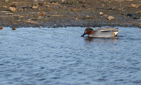 A single male teal swimming alone in choppy water.の写真素材