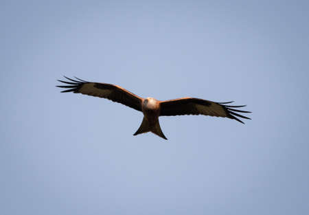 A Red Kite flying towards the camera with a blue sky background.