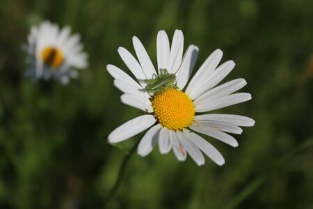 Daisy flowerの写真素材