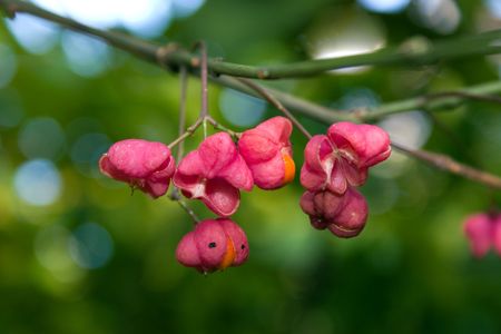 berry, bush, fruit, redの写真素材
