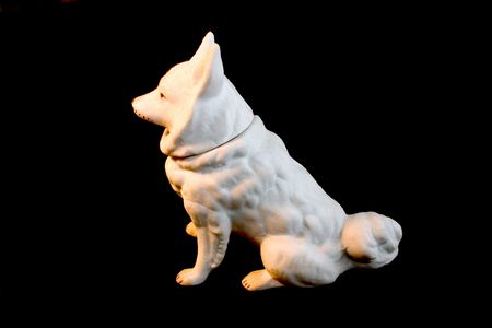 Dog whiteの写真素材