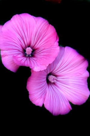 Flower, summerの写真素材