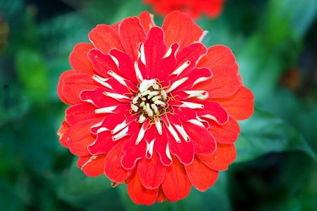 Flower, leaves, summerの写真素材