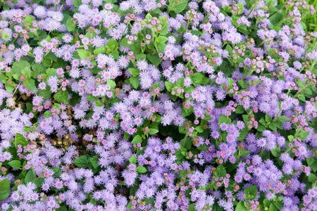 flowers, leaves, summer