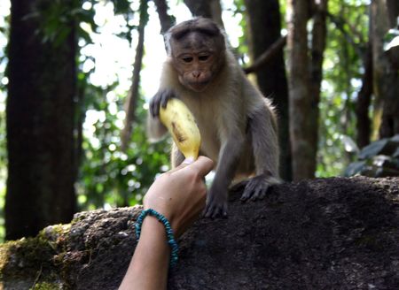 interrelation between the wild Indian monkeys and tourists