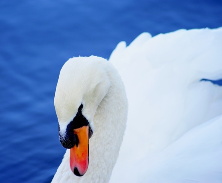 Swan on lake waterの写真素材