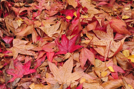 autumn leaves on the groundの写真素材