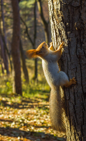 Squirrel (Sciurus vulgaris) on a tree in the parkの写真素材
