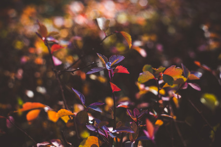 Autumn colorful leaves of spiraea bushes on a background with bokehの写真素材