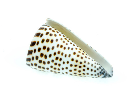 shellfish on white background