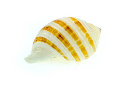 shellfish on white background