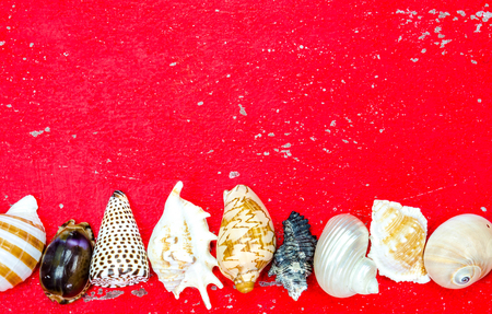 Seashells on wood painted red background.