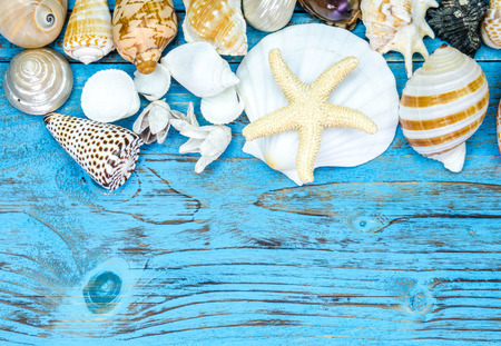 Seashells on wood painted blue background.の写真素材