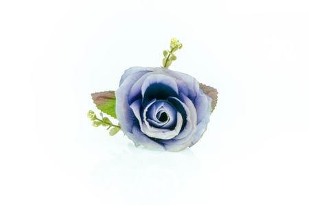 rose on a white backgroundの写真素材