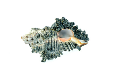 shellfish on white background