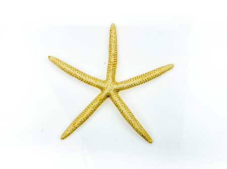 shellfish on white background