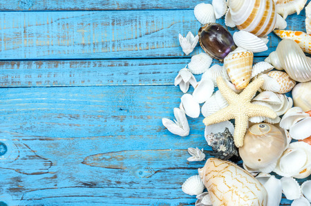 Seashells on wood painted blue background.