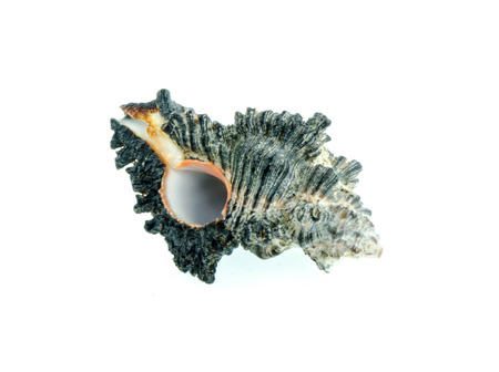 shell on white background