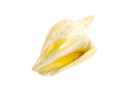 shellfish on white background