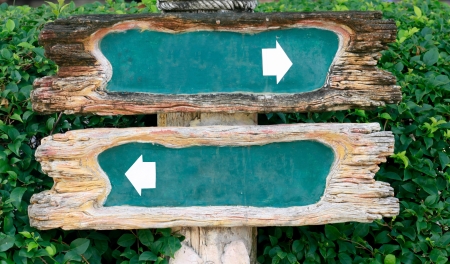 Pointers on wooden background bushesの写真素材