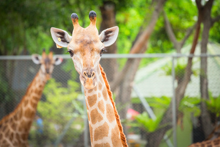 Giraffe. Close-up of headの写真素材