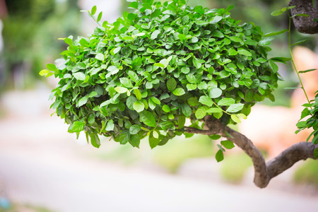 Bonsai bush. Green tree in a park.の写真素材