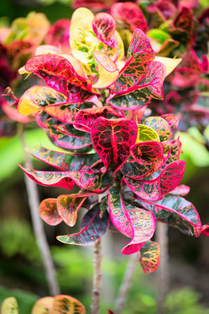 Green bush with red flowers