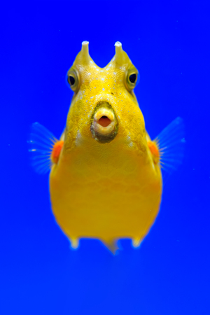 Closeup of longhorn cowfish under blue water.の写真素材