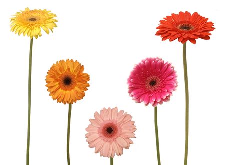 five flowers isolated on whiteの写真素材